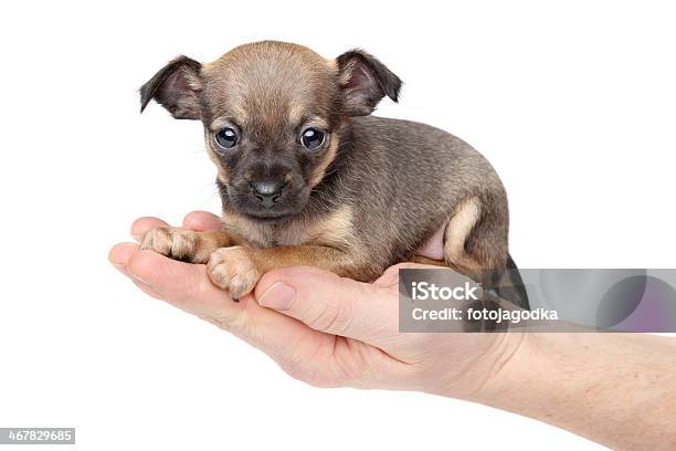 Chihuahua Puppy In Hand Stock Photo - Download Image Now - Animal, Brown, Chihuahua - Dog