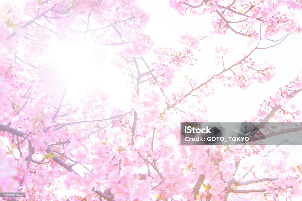 Sakura Cherry Blossom with sun light Sakura Cherry Blossom with sun light.Sakura Cherry Blossom with sun light. 2015 Stock Photo