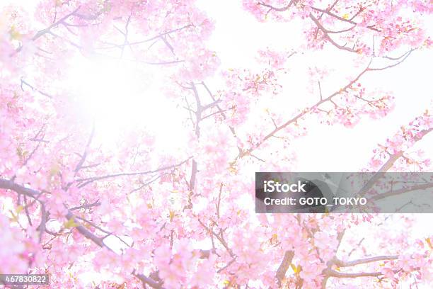 Sakura Cherry Blossom With Sun Light Stock Photo - Download Image Now - 2015, Apple Blossom, Apple Tree