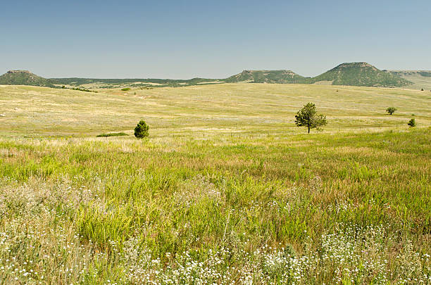 curta grama prairie da zona rural douglas county, colorado - grass area field hill prairie - fotografias e filmes do acervo