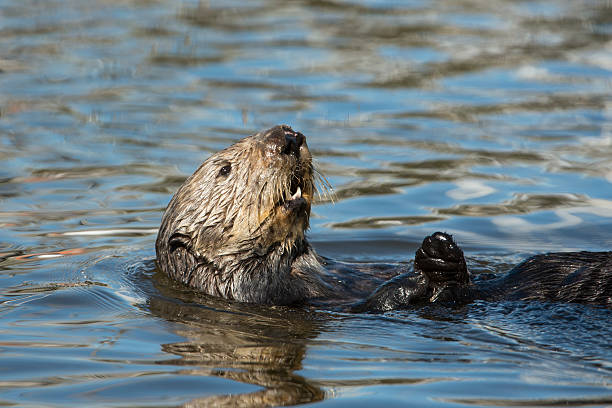 istock Close-up of Wild Sea Otter Floating on Her Back 467831194