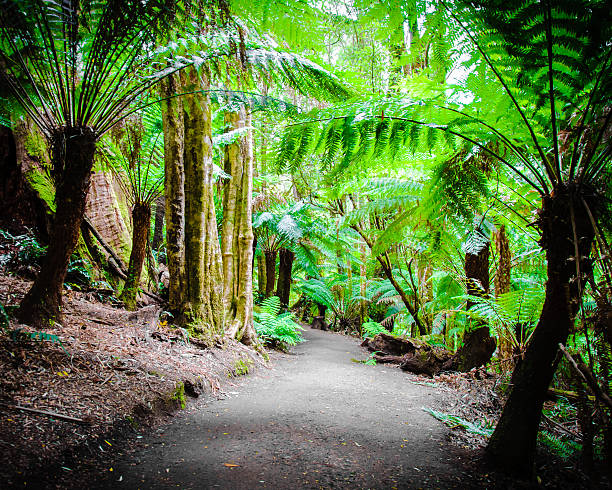 istock Maits Rest Rainforest Trail on Great Ocean Road, Australia 467832944