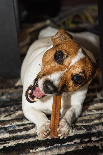 istock Jack russell terrier with dental health stick 467833168