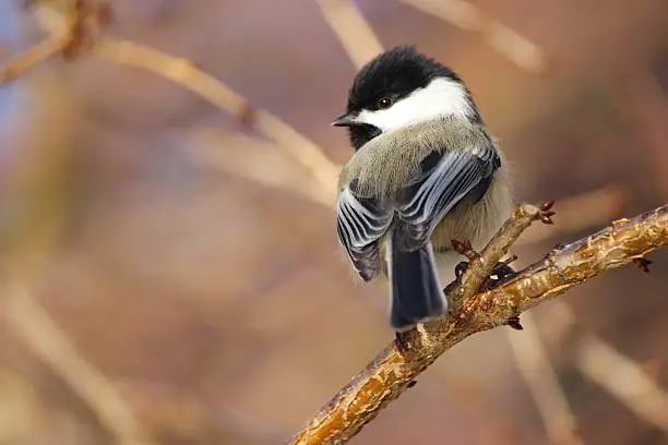 Black-capped chickadee (Poecile atricapillus) rear view with turned head