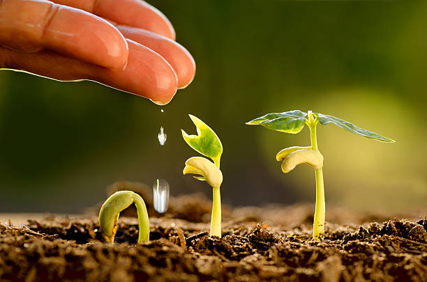 Seeding,Seedling,Male hand watering young tree stock photo