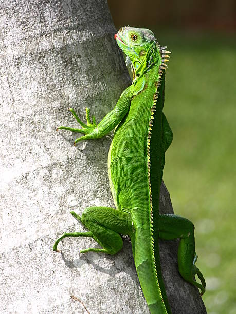 Iguana be in Pictures