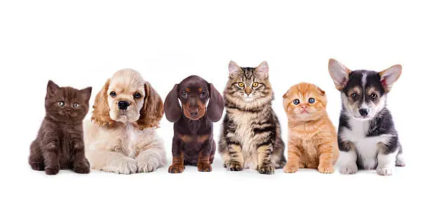 Group of  dogs and  kittens sitting in front of a white background