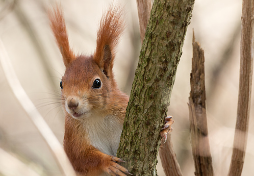 Funny red squirrel (Sciurus vulgaris)