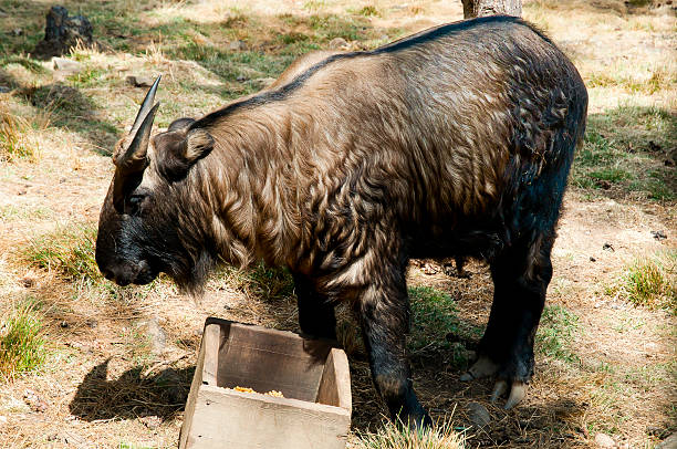 National Animal Of Bhutan Stock Photo - Download Image Now - 2015, Animal, Animal  Wildlife - iStock