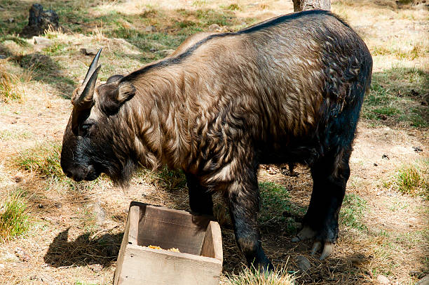 National Animal Of Bhutan Stock Photo - Download Image Now - 2015, Animal, Animal Wildlife - iStock National Animal Of Bhutan Stock Photo - Download Image Now - 2015, Animal, Animal Wildlife - iStock