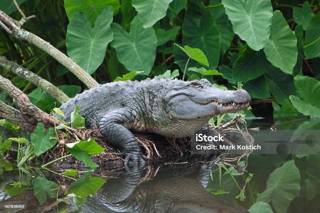 American Alligator Emerging from Florida Swamp American Alligator Stock Photo