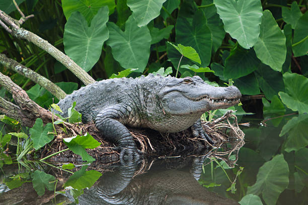 American Alligator Emerging from Florida Swamp stock photo