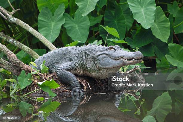 American Alligator Emerging From Florida Swamp Stock Photo - Download Image Now - American Alligator, Everglades National Park, Water