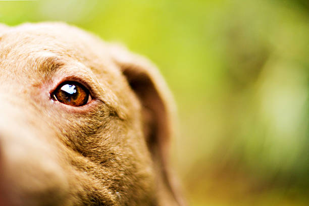 A horizontal close-up photo of a dog eye with space for copy.