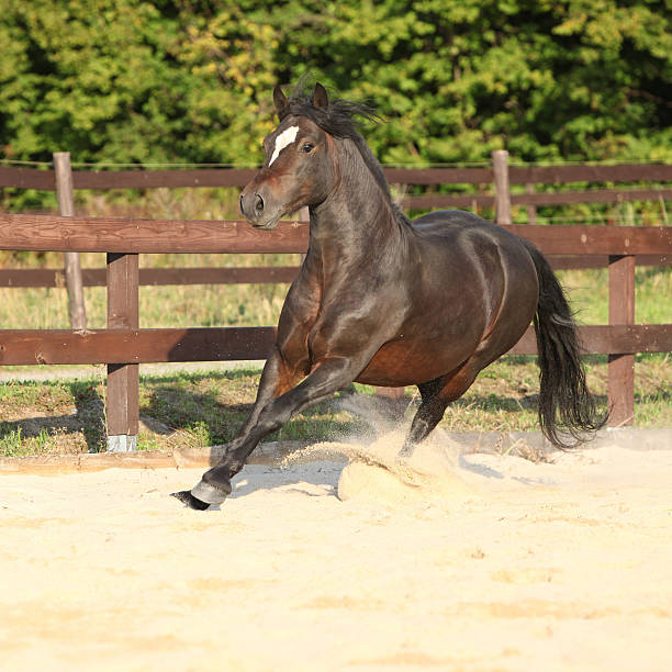 istock Gorgeous brown welsh cob running 467839051