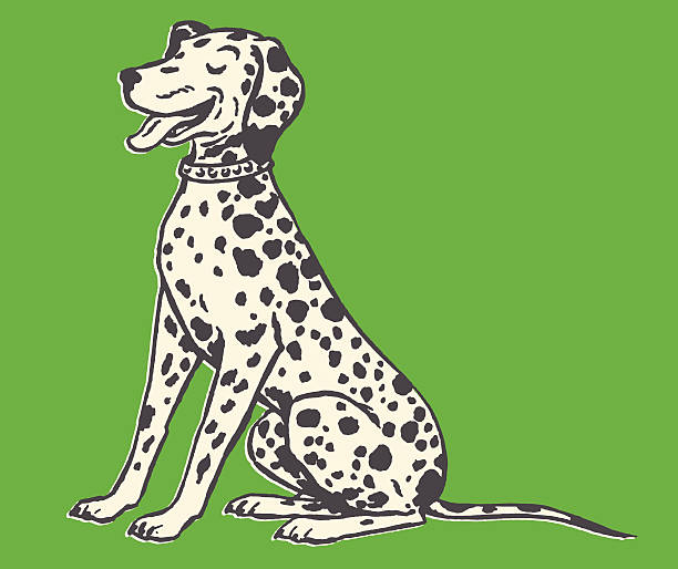 ziajać dalmatyńczyk - spotted dog stock illustrations