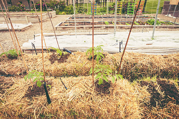 Straw bale gardening in a vegetable garden. Traditional raised beds can be seen in the background. One of which is covered with row cover to ward off frost and freezing to tender seedlings. Tomato plants are growing right out of the straw bales they were planted into in the foreground. High resolution color photograph with horizontal composition.