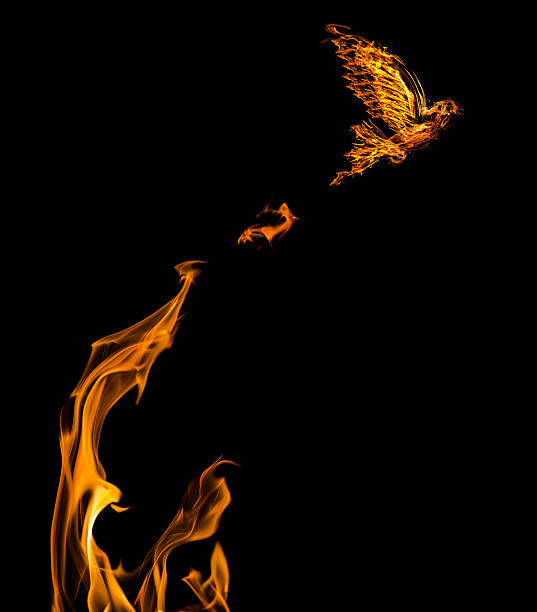 flame dove flying from yellow flire isolated on black background