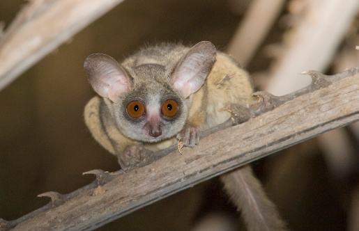 a bush baby is curious about the photographer