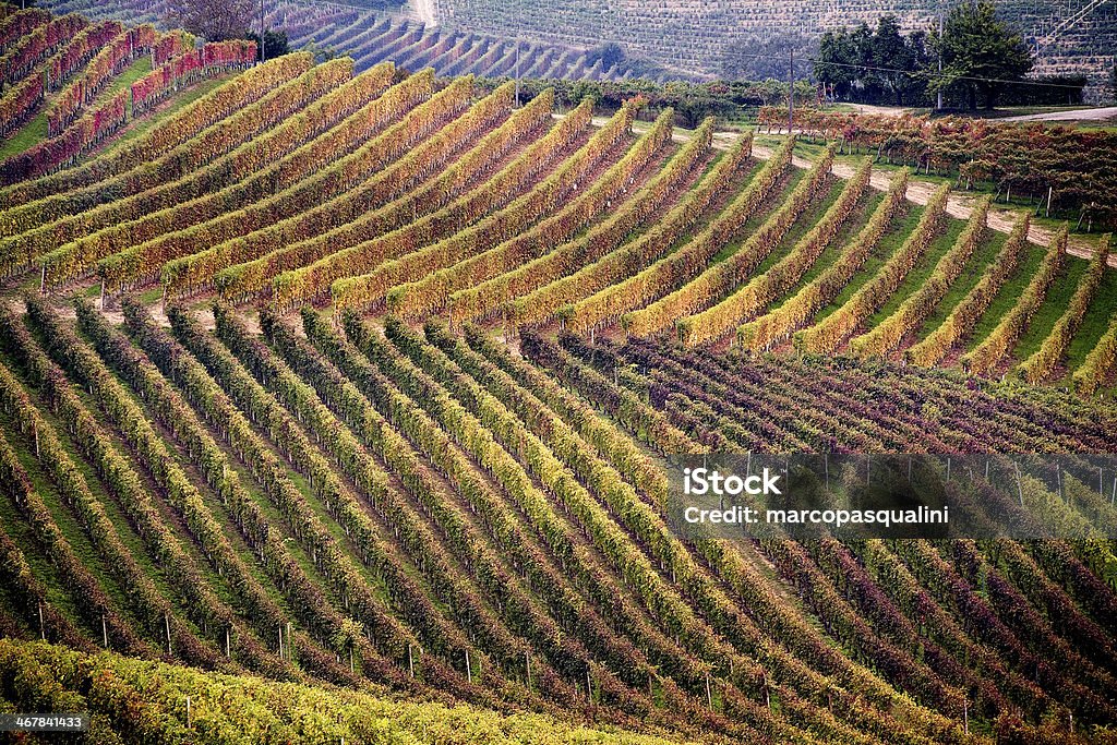 Vineyard in autumn Italian vineyard during autumn Piedmont - Italy Stock Photo