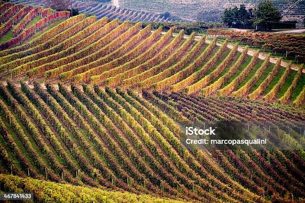 Vineyard In Autumn Stock Photo - Download Image Now - Piedmont - Italy, Vineyard, Landscape - Scenery