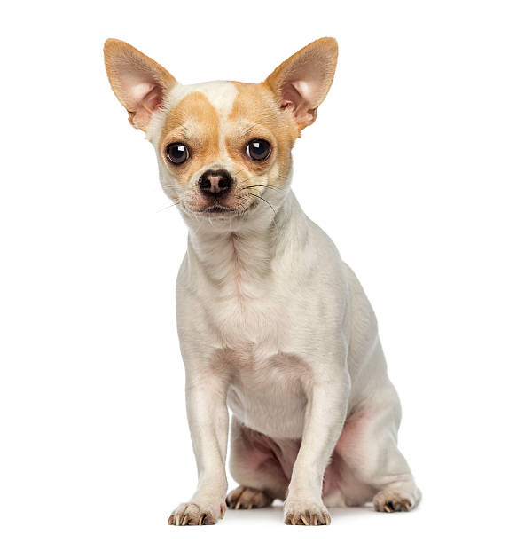 istock Chihuahua sitting, looking at the camera, isolated on white 467842551
