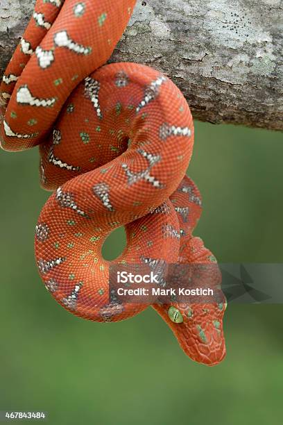 Juvenile Emerald Tree Boa Descending From Tree Branch Stock Photo - Download Image Now