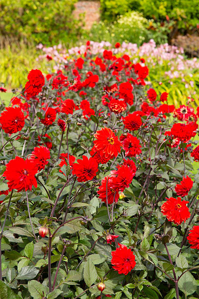 istock Red dahlias with greenery and pink in the background 467844464