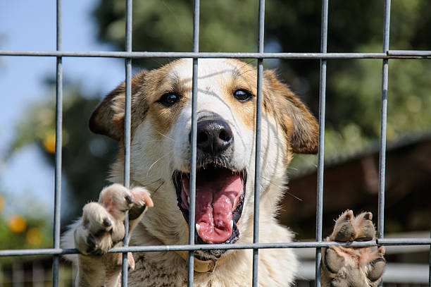 istock Closeup of a dog looking through the bars 467845924
