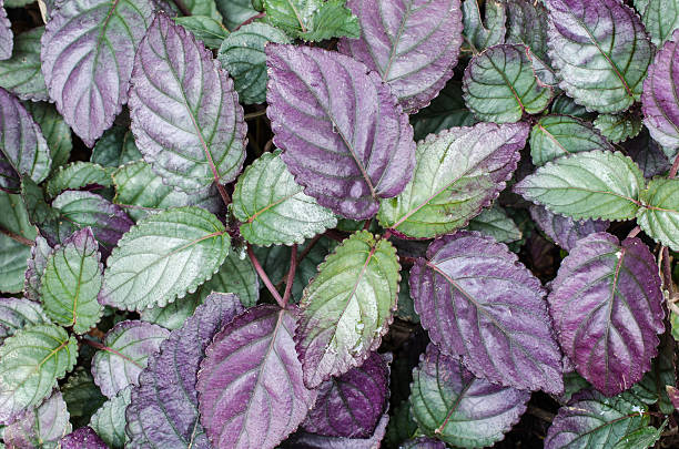 istock Top view, purple and green leaves 467847625