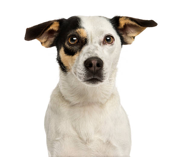 istock Close-up of a Jack russel terrier, isolated on white 467847935