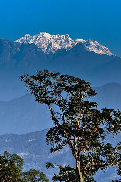 Singalila Ridge of Kanchenjunga mountain range in the morning, big tree in foreground, view from Silerygaon Village, Sikkim