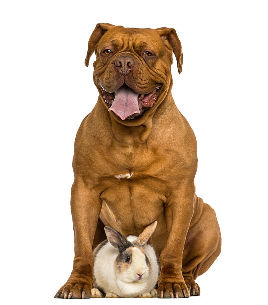 istock Front view of Dogue de Bordeaux panting, sitting with rabbit 467848295