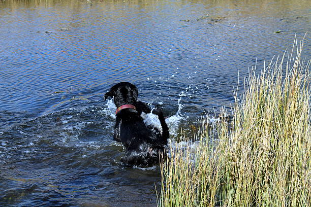 istock Manny And Scamp at Reffley 467848524