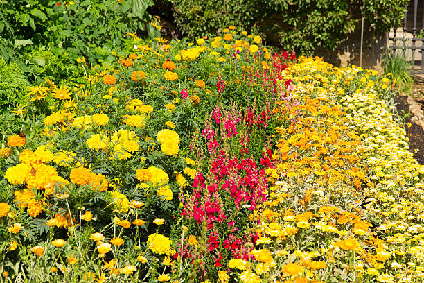 istock Summer sunshine with colourful red and yellow plants in rows 467848678