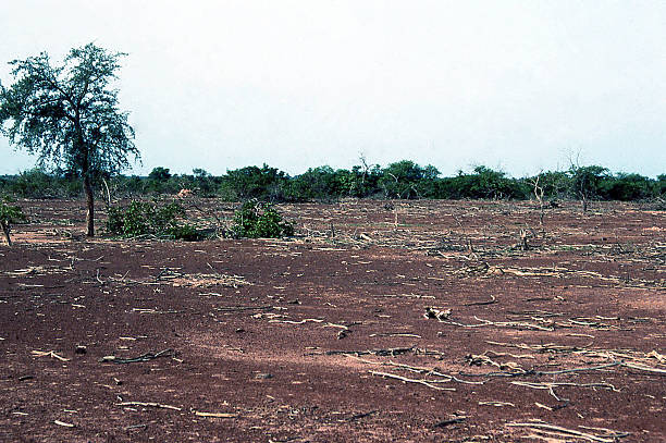 Dead Vegetation from Severe Drought Sahel Burkina Faso West Africa Dead Vegetation from Severe Drought Sahel Burkina Faso West Africa  left over after the peak of the major drought starting in 1970s and extending into mid-1980s of the northern region of Burkina Faso into Mali sahel stock pictures, royalty-free photos & images