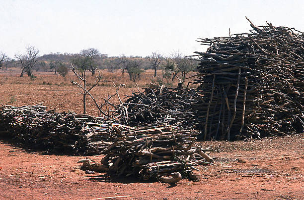 Stacks of Dry Firewood for Shipment to Ouagadougou Burkina Faso Stacks of Dry Firewood ready for Shipment to Ouagadougou Burkina Faso after being cut from bush which is contributing to desertification and deforestation of the Sahel region sahel stock pictures, royalty-free photos & images