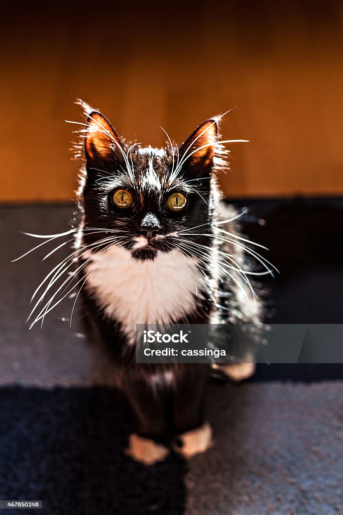 Handsome cat in a sunny day indoors A black-white cat indoors, sunlight from outside bouncing off the fur and whisker 2015 Stock Photo