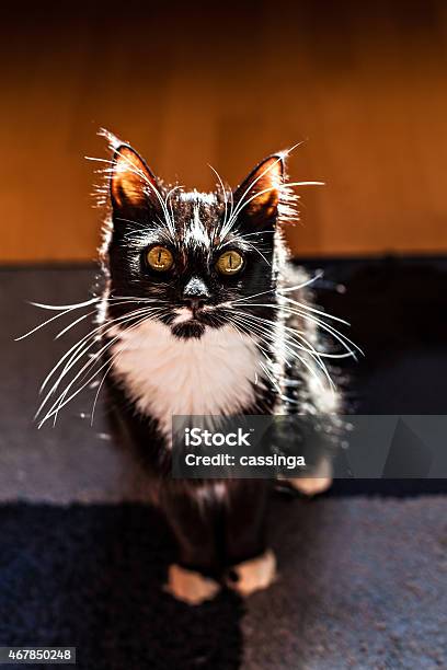 Handsome Cat In A Sunny Day Indoors Stock Photo - Download Image Now - 2015, Animal, Animal Body