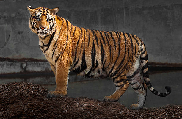 istock Shot of Tiger 467850845