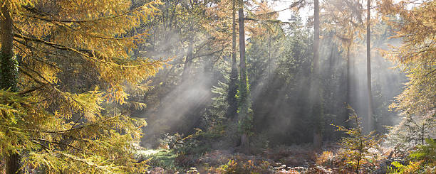 Sunlight shining through the forest canopy stock photo