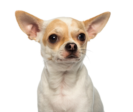 Close-up of a Chihuahua looking away, isolated on white