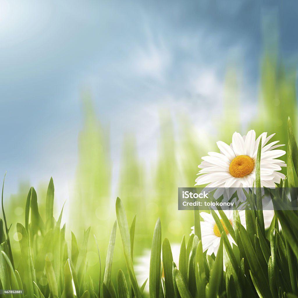 Daisy flowers on the meadow, seasonal backgrounds for your desi Daisy flowers on the meadow, seasonal backgrounds for your design April Stock Photo