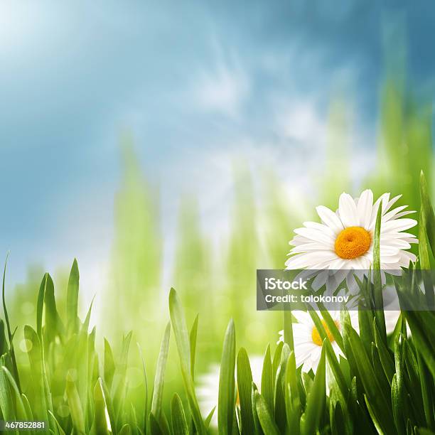 Daisy Flowers On The Meadow Seasonal Backgrounds For Your Desi Stock Photo - Download Image Now