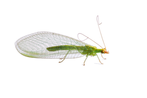 Green lacewing (Chrysoperla carnea) isolated on white background