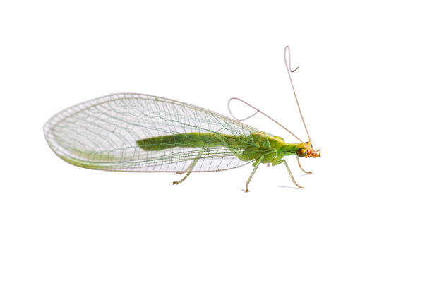 Lacewing fly stock photo