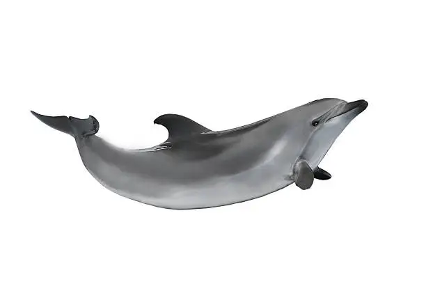 dolphin isolated on a white background