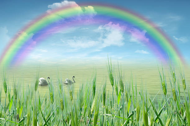 istock Lake with swans and rainbow 467853815