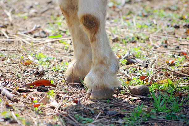 istock Forefoot of the goat 467853882