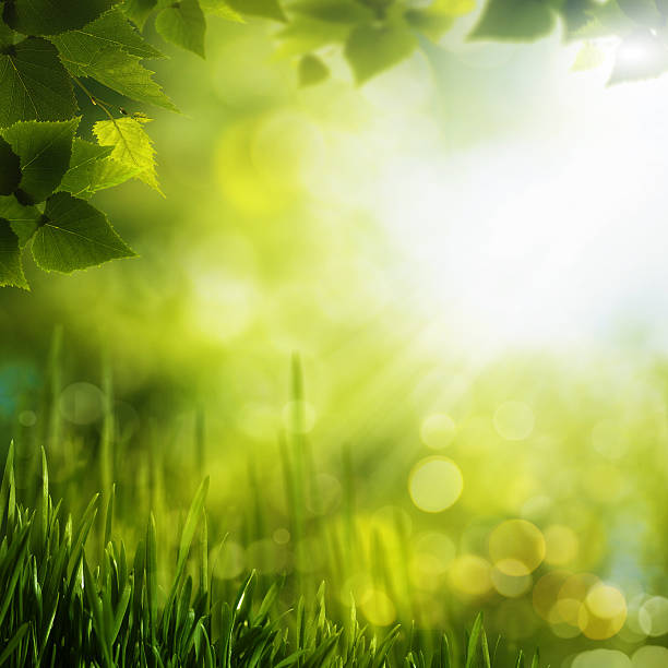 istock Summer foliage. Abstract seasonal backgrounds for your design 467854491